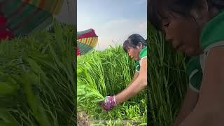 Satisfying Process Of Harvesting Water Spinach [upl. by Alilak151]