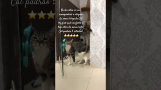 Neste short você vai conhecer um hotel lindo e chique para gatos😻 hotelparagatos gato catshorts [upl. by Samara]