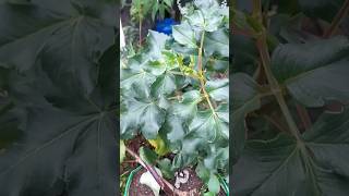 How to grow Dahlia flower from cuttings [upl. by Arraeic]