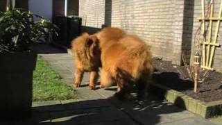 2 chow chows fighting [upl. by Eiggep]