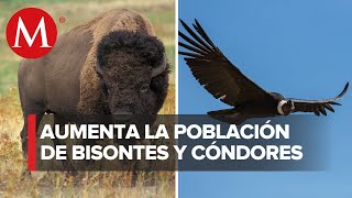 El bisonte americano y el cóndor de California han logrado sobrevivir [upl. by Aisanahta]