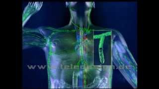 Das Lymphsystem [upl. by Player]