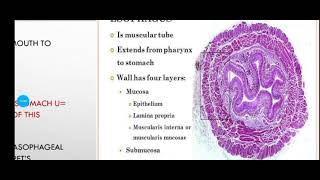 Histology Slide Series Episode 9  Histology of the Oesophagus and Stomach [upl. by Nirtiac]