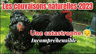 LA COUVAISON naturelle poule [upl. by Haraj]