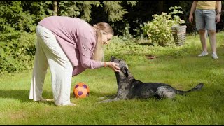 Mit oder ohne Fleisch Mythen über Hundeernährung [upl. by Saxena560]