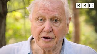 We need IMMEDIATE action to stop extinction crisis David Attenborough  BBC [upl. by Marolda437]