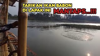 TERBUKTI ❗❗ Babon di lapak Bah ula Pada Naik  Mancing Saguling terbaru 2024 [upl. by Enomys108]