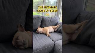 Snoozin’ 😪 sleep fyp humor funny frenchie cute dog frenchbulldoglove music viral [upl. by Eberhart]