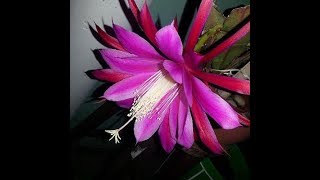 Epiphyllum Cactus orquídea [upl. by Ramilahs]