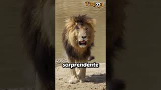 Scarface  El león que hizo retroceder a 15 cocodrilos 🦁 leones [upl. by Velda]