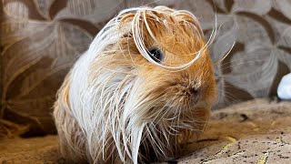 Guinea pig after swimming [upl. by Sena]