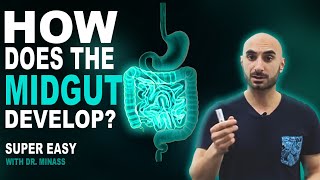 Embryology of the GIT II  Midgut Easy to Understand [upl. by Bautista]