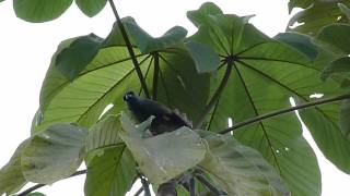 Thraupis abbas  Yellowwinged Tanager [upl. by Anelhtak]