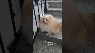 Dove attende il papino🤭😁youtubeshortpetsdogcoccolepureloveamoreforyoufunnyfoodviral [upl. by Osber]