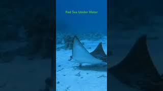 Egypt  Under Water at Red Sea Sharam El Sheikh [upl. by Dominic]