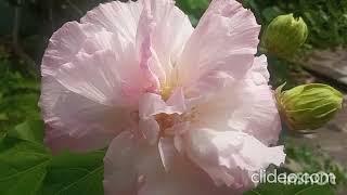 Changing Rose or Hibiscus Mutabilis [upl. by Nnaharas]