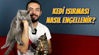 KEDİ ISIRMASI NASIL ENGELLENİR Kedim Elimi Ayağımı Isırıyor [upl. by Yatnod565]