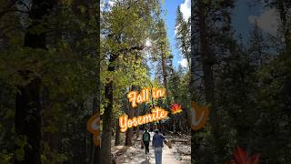 Falling Leaves in Yosemite National Park shorts yosemite [upl. by Sheedy]