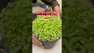 اسهل بذور تزرع بالمنزل مفيدة ومزهرة وتصلح للزينة سريعة النمو وسهلة العناية🌿 زراعة بذور الشيا [upl. by Acitel]