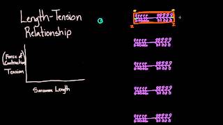 01 Preload and afterload 06 Sarcomere length tension relationship [upl. by Kaz]