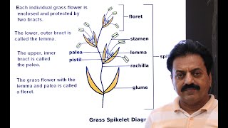 First Year  Chapter 9  Kingdom Plantae  Part 24  Family Poaceae  Grass family [upl. by Aric]