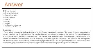 Internal organs of the female reproductive system Drag the appropriate labels to their respective [upl. by Sileray578]