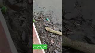 Zoo park 🏞️🏞️ zooparkhyderabad fishinglife fishvideo like subscribe share [upl. by Meehaf]