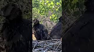 Arconic eaglets Caitlin and Clark preparing to fledge eagles eaglesnews eaglets [upl. by Leirbaj]