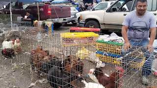 plaza o tianguis especial de borregos [upl. by Nyletak673]