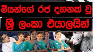 මීයන්ගේ රජ දහනක් වූ ශ්‍රී ලංකා එයා ලයින්  BREAKING NEWS [upl. by Milman]