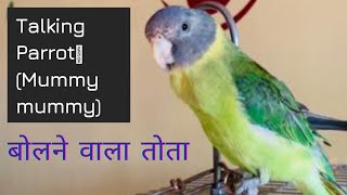 Plum headed parakeet Talking  Parrot says Mummy mummy  Indian parrot talking  Parrot voice [upl. by Aihseyk13]