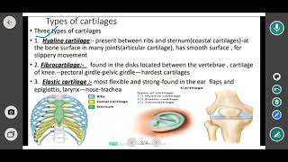 cartilage  types of cartilage hyaline  fibrocartilage and one other elastic 12 biology [upl. by Adebayo]