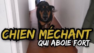 Chien Qui Aboie Très FORT Méchant [upl. by Filberto]