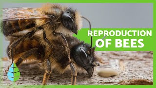 How do BEES reproduce 🐝  Curiosities about Bees [upl. by Ailaro]