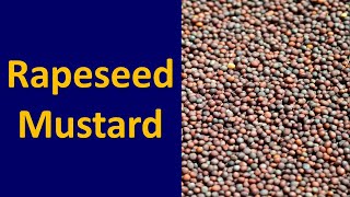 How to produce Rapeseed Mustard Brassica spp  Oilseeds [upl. by Ellitnahc166]