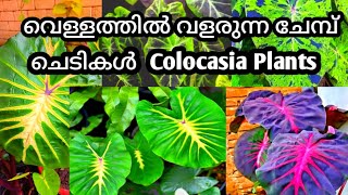 Colocasia Plants Care കോലോക്കേഷ്യ ചെടികളുടെ പരിചരണം [upl. by Namijneb]