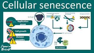 Senescence  Overview of Cell Senescence  hallmarks and inducers of Cell Senescence  USMLE [upl. by Rammus240]