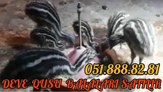 Dəvə Quşu Bakalari Satilir Emu Cinsidi 6Başdi 0510708888281 emo devequsu qus [upl. by Bokaj58]