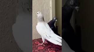 Ms brothers loft new reel subscribe pigeon myloft viralvideo pigeonhouse kabutar [upl. by Il]