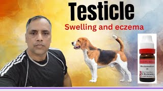 Testicle swelling in dogs । Scrotal eczema in dogs । [upl. by Awra]