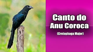 52  O Canto do ANU COROCA Crotophaga Major Bird Song  Greater Ani [upl. by Ethan]