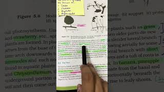 NEET BIOLOGY MCQ Practice for NEET 2024 NCERTlines study neet bio trending neetpyq mbbs [upl. by Yreffeg75]