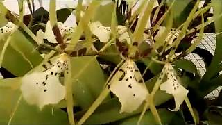 A Closer look  Brassia Rex Sakata  Fragrant Orchid  Spider Orchid [upl. by Yrahk]