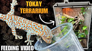 FEEDING ALL MY TOKAY GECKOS  UPGRADED TERRARIUM UPDATE [upl. by Micro708]