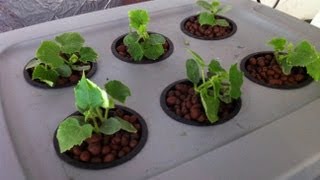 Home made Deep water hydroponic system for 35 Easy [upl. by Claman106]