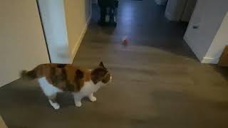 Tali goes WILD on her new Toy cats gametime playful [upl. by Kartis]