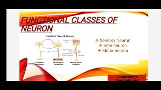 neuron structure and function in urduexplain neuron structure and function [upl. by Erick549]