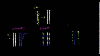 SemiConservative Replication [upl. by Olenolin]