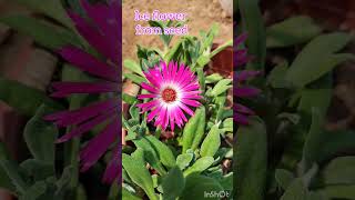 Ice plant shortsfeed winterflower plants gardening [upl. by Elbert]