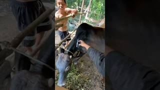 Pemberian injeksi antipiretik pada sapi hitam yang terkena demam 3 hari sapi cow shorts [upl. by Milicent]